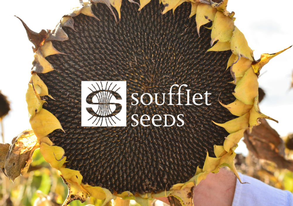 В гостях у Soufflet Agro Romania на виробництві Soufflet Seeds