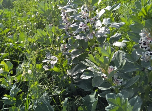 Покривні культури і технології SKY AGRICULTURE